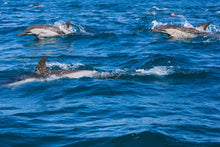 Load image into Gallery viewer, Lighthouses of South Africa – Gerald Hoberman | Illustrated Maritime History