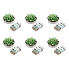 Load image into Gallery viewer, Set of 6 Boxes Cactus Plant Candles (12 Total) – Decorative Tealight Wax
