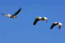 Load image into Gallery viewer, Lighthouses of South Africa By Gerald Hoberman
