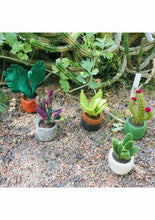 Load image into Gallery viewer, Set of 6 Fair Trade &amp; Eco Friendly Felt Miniature Plants Home Decoration
